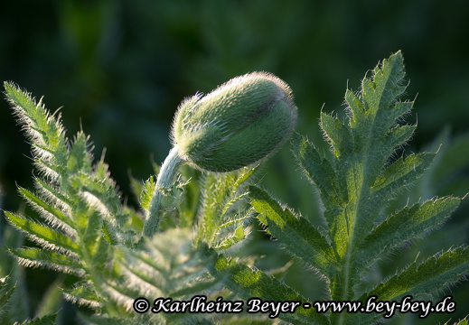 Nah- und Makrofotografie